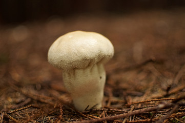 White mushroom on the forest floor in autumn