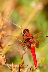 red dragonfly close up 