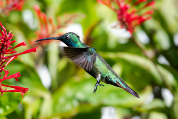 Fototapeta premium A Black-throated Mango flying in the midst of red flowers in a tropical garden on a bright day.