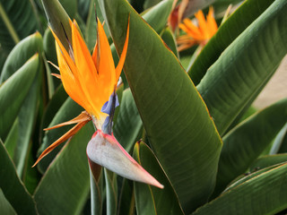bird of paradise