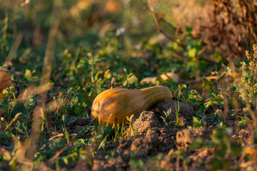 Field with pumpkins in the light of the sun