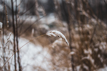 Dry brown grass under snow in autumn close-up. Yellowed grass in the field against the white snow. Autumn landscape in November.