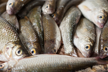 Top view closeup of a pile of fresh fish. Shop of the local seafood market. Fresh catch of fish. River fish ready for cooking close-up. Natural food ingredient from the river. River fish on the table.