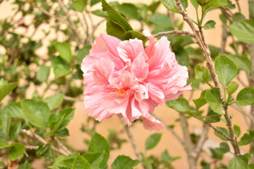 Fototapeta premium hibisco com flor rosa