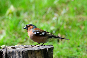 Buchfink Männchen im Frühjahr