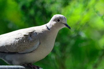 Türkentaube an der Vogeltränke
