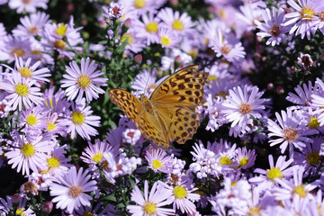 Butterfly  on lilac flowers of astra perennial. Argynnis aglaja.  Nymphalidae Family. 