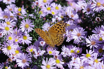 Fototapeta na wymiar Butterfly on lilac flowers of astra perennial. Argynnis aglaja. Nymphalidae Family. 
