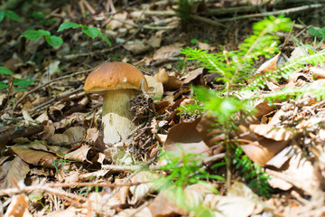 Boletus edulis, Edible Mushroom In Forest