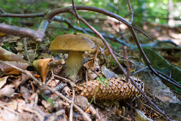 Boletus edulis, Edible Mushroom In Forest
