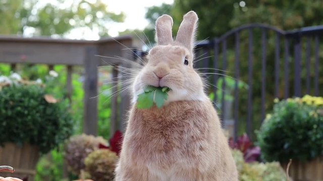 Rufus Rabbit eats parsley surrounded by fall pumpkins funny face at end