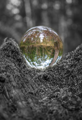 Glasgugel liegt auf Moos im Wald Color Key schwarz weiß gedreht