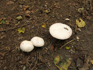 Fototapeta premium Pilze