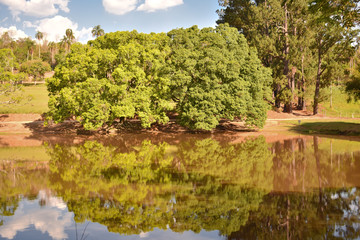 reflexo de árvores no lago