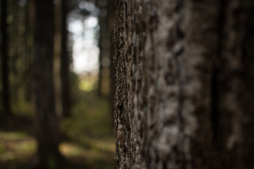 Fototapeta premium Path to the sun