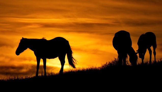 Russia. Mountain Altai. Grazing Horses In The Harsh Light Of The Evening Sun.