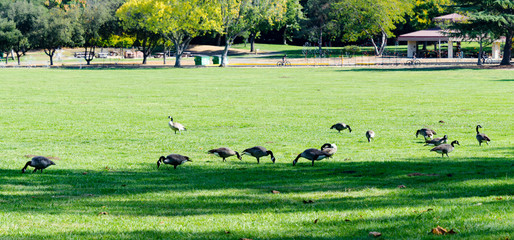 Wild geese in a public park - 296157720