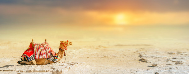 A camel sits on the sand against a blurred background of desert and sunset, with copy space. Giza...