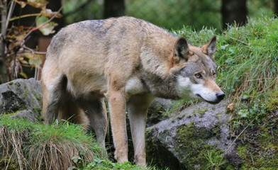 Naklejka na ściany i meble Lauernder Wolf.