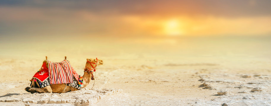 A camel sits on the sand against a blurred background of desert and sunset, with copy space. Giza egypt