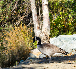 Wild duck grazing in a public park - 296158116