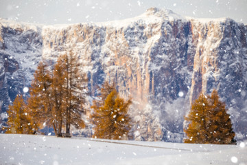 Beautiful Winter at Alpe di Siusi, Seiser Alm - Italy - Holiday background for Christmas.