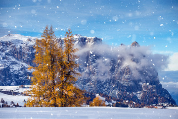 Beautiful Winter at Alpe di Siusi, Seiser Alm - Italy - Holiday background for Christmas.