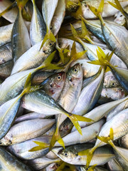 pile of fresh catch fishes, close view