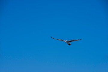 Flying seagull seagull caught in flight up the blue sky