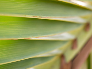 Palm leaf on brunch close up view