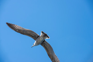Obraz premium Flying seagull seagull caught in flight up the blue sky