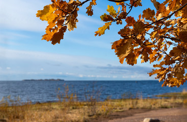 Naklejka premium oak yellow autumn leaves on the background of the Gulf of Finland and the blue sky on a Sunny day,