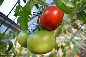 Tomate