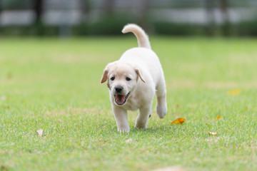 Happy puppy dog running on playground green yard