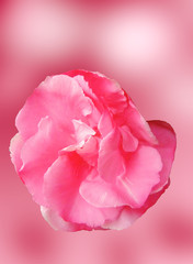 Pink flower on blurred background