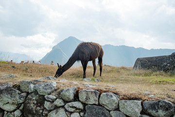Llamas en Perú