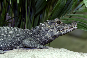 The dwarf crocodile (Osteolaemus tetraspis), African dwarf crocodile, broad-snouted crocodile