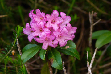 fioritura di Rododendro (Rhododendron ferrugineum) sulle Alpi