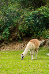 Obraz na płótnie Canvas Llamas en Perú