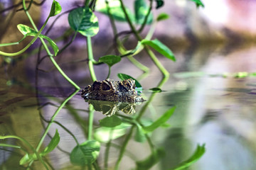 Osteolaemus tetraspis, African dwarf crocodile, broad-snouted crocodile under water