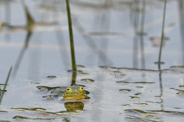 Kleiner Wasserfrosch (Pelophylax lessonae) - Pool frog