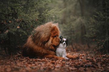 Two dogs on a walk in the autumn forest
