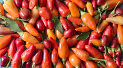 A pile of multicolored hot chili peper.