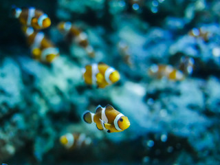 Naklejka na ściany i meble Nemo fish or clown fish swimming around aquarium tank. Fish with red and white strip