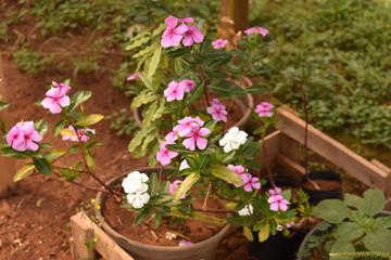 flor maria sem vergonha branca e lilás plantada em um vaso num jardim