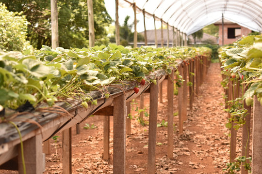 planta&ccedil;&atilde;o de morangos em est&uacute;fa no interior de S&atilde;o Paulo, Brasil