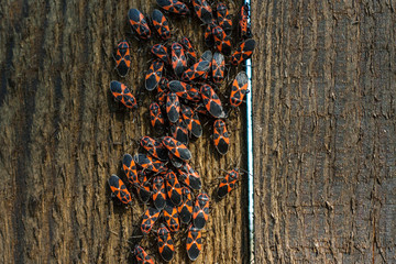 Red bug with black dots (firebug) on a wooden background. A bunch of red beetles or beetles bask in the sun. Group of autumn fire of red beetles. Bedbug soldier.