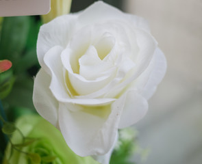 Close up ,macro white rose flower