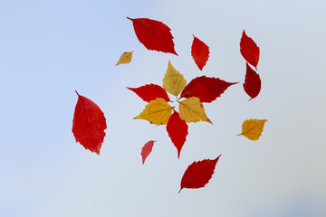 dry yellow and orange red leaves on a white background