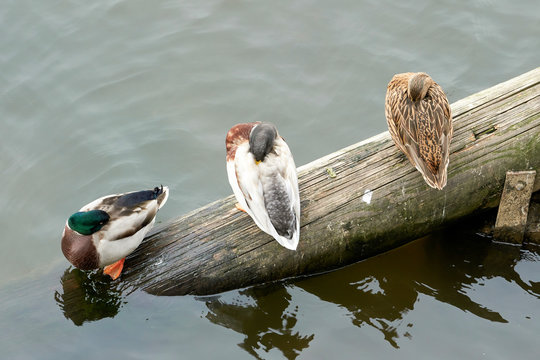 Enten auf einem Baumstamm im Fluss Moldau bei Prag 